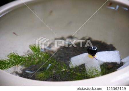 睡蓮與鱂魚共存的夏天 123362119