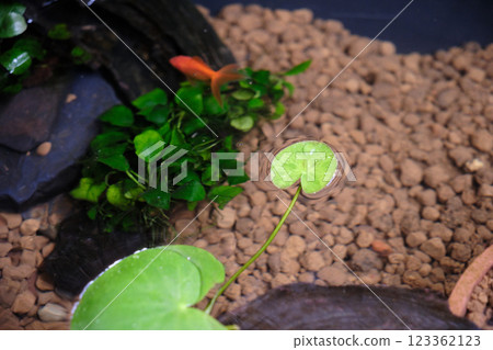 可愛的漂浮水生植物 Tochikagami 可愛的漂浮水生植物 Tochikagami 123362123