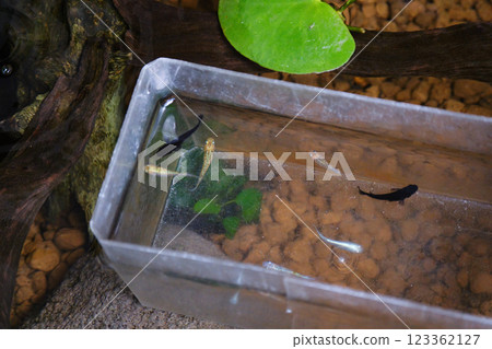 Water acclimation of medaka in a container Water acclimation of medaka in a container 123362127