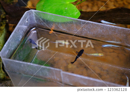 Image of killifish acclimating to water Image of killifish acclimating to water 123362128
