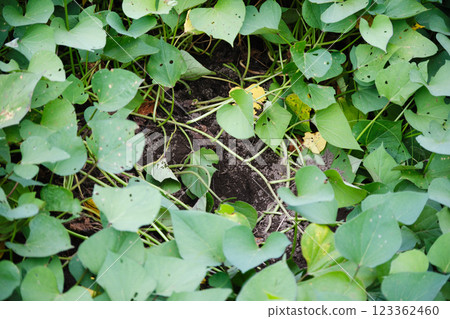 A pest that makes holes in crops in the field 123362460