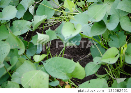 Sweet potato field where animals dig holes 123362461