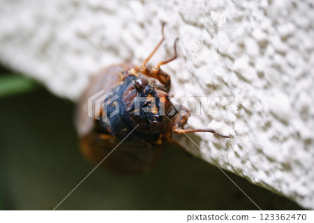 Front view of brown cicada 123362470