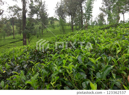 Shrubs on tea plantations of Sri Lanka, close-up. Growing tea. 123362537