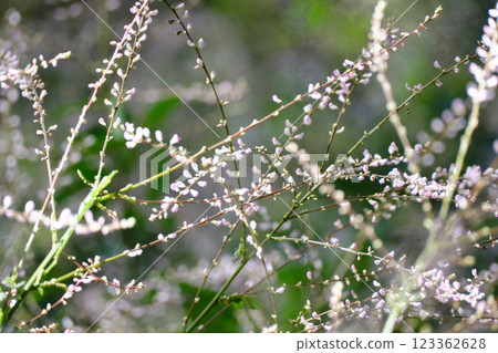 Autumn flowers of the Japanese bush clover Autumn flowers of the Japanese bush clover 123362628
