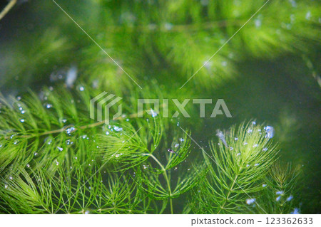 Medaka needles Medaka needles 123362633