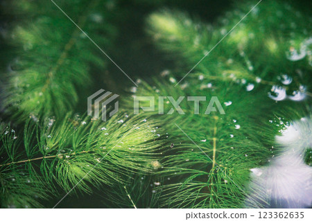 Medaka needles swimming in a pond 123362635