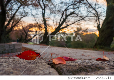 Photographing the autumn leaves of cherry blossoms on the Sewaritei, Yawata City, Kyoto Prefecture Photographing the autumn leaves of cherry blossoms on the Sewaritei, Yawata City, Kyoto Prefecture 123362714