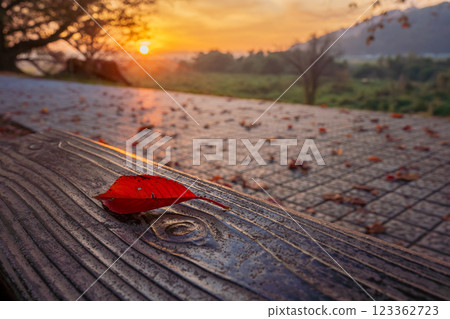 Photographing the autumn leaves of cherry blossoms on the Sewaritei, Yawata City, Kyoto Prefecture 123362723