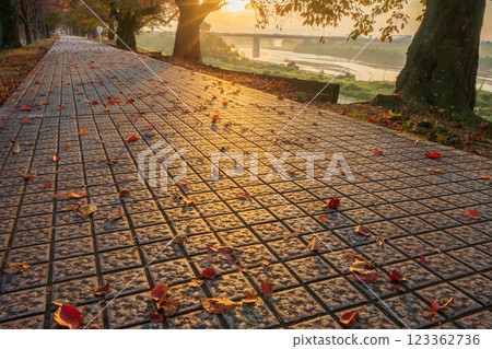 在京都府八w市Sewaritei拍攝櫻花的秋葉 在京都府八w市Sewaritei拍攝櫻花的秋葉 123362736