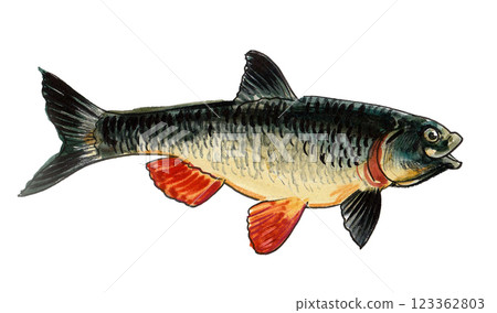 Fish on white background.  Bird sitting on a tree branch. Hand drawn watercolour illustration 123362803