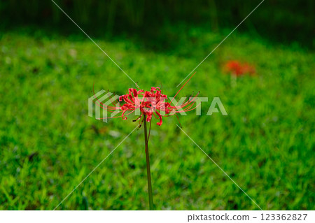 盛開的紅花 123362827