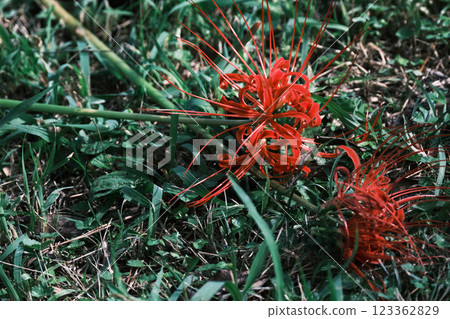 一朵落下的蜘蛛百合 123362829