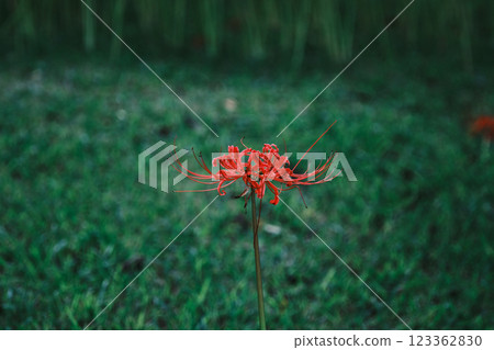 一簇美麗的蜘蛛百合 123362830