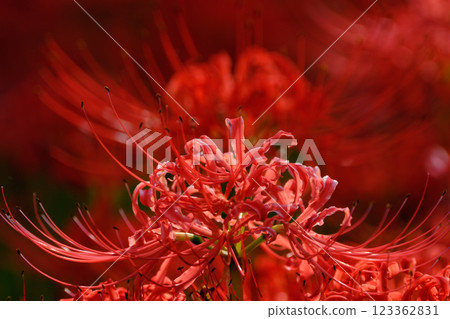 美麗的紅蜘蛛百合的特寫鏡頭 123362831