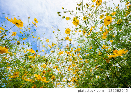 大阪府能勢町大波斯菊園的秋櫻 大阪府能勢町大波斯菊園的秋櫻 123362945