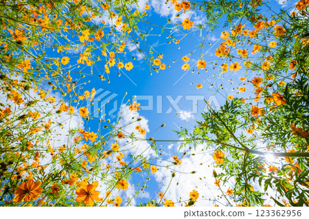 Autumn cherry blossoms taken at the Cosmos Garden in Nose Town, Osaka Prefecture 123362956