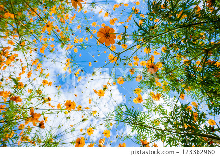 大阪府能勢町大波斯菊園的秋櫻 大阪府能勢町大波斯菊園的秋櫻 123362960