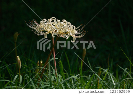 Natural scenery of white spider lilies 123362999