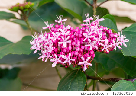 Beautiful pink button jasmine Beautiful pink button jasmine 123363039
