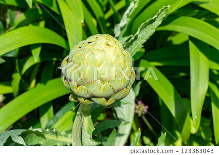 花園裡豐滿的朝鮮薊 123363043