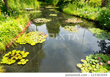 人工荷花池 123363044