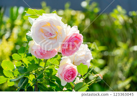 白色和粉紅色的英國玫瑰 123363045