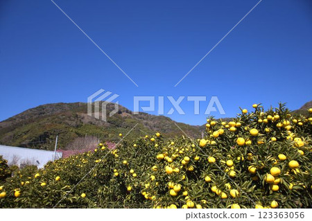 Orange fields shining against the blue sky 123363056