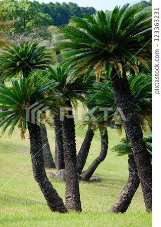 Beautiful cycad tree 123363231