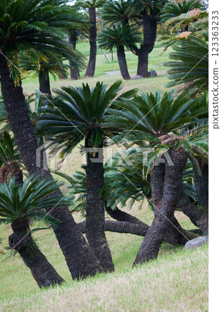 Cycad trees growing from the lawn 123363233