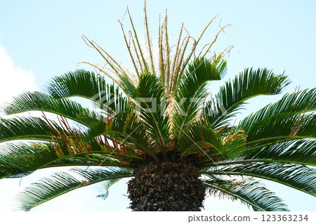 Cycad head and skyscape Cycad head and skyscape 123363234