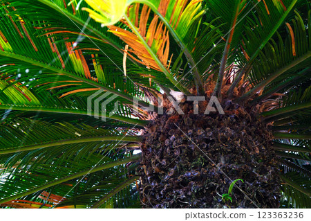 令人印象深刻的蘇鐵 123363236