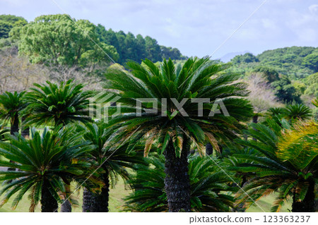A peaceful cycad forest A peaceful cycad forest 123363237