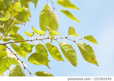 櫸樹的新綠葉很可愛 123363249