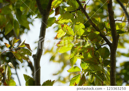 櫸樹接受陽光照射 123363250