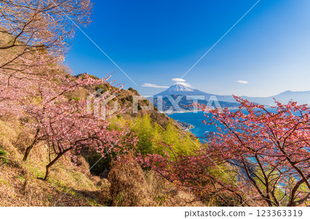 [靜岡縣] 河津櫻花盛開，從薩埼嶺遠眺富士山 123363319