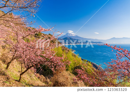 [Shizuoka Prefecture] Kawazu cherry blossoms in bloom, Mount Fuji as seen from Satta Pass 123363320