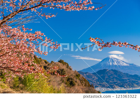 [Shizuoka Prefecture] Kawazu cherry blossoms in bloom, Mount Fuji as seen from Satta Pass 123363322