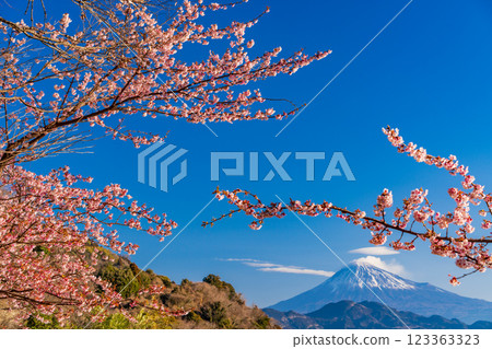 [Shizuoka Prefecture] Kawazu cherry blossoms in bloom, Mount Fuji as seen from Satta Pass 123363323