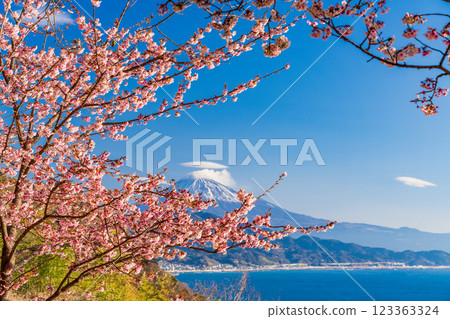 [Shizuoka Prefecture] Kawazu cherry blossoms in bloom, Mount Fuji as seen from Satta Pass 123363324