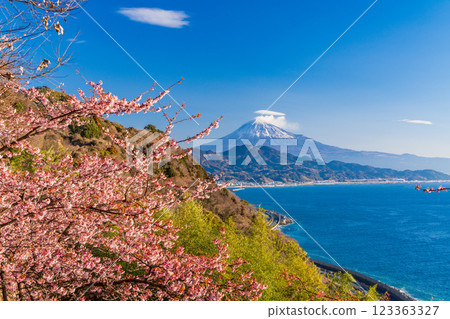 [靜岡縣] 河津櫻花盛開，從薩埼嶺遠眺富士山 123363327
