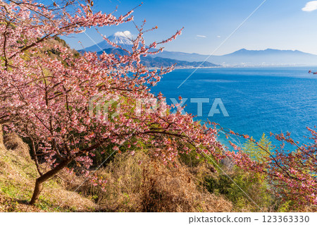 [Shizuoka Prefecture] Kawazu cherry blossoms in bloom, Mount Fuji as seen from Satta Pass 123363330