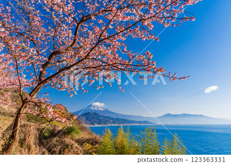 [Shizuoka Prefecture] Kawazu cherry blossoms in bloom, Mount Fuji as seen from Satta Pass 123363331