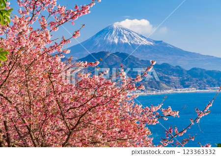 [Shizuoka Prefecture] Kawazu cherry blossoms in bloom, Mount Fuji as seen from Satta Pass 123363332