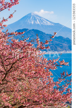 [靜岡縣] 河津櫻花盛開，從薩埼嶺遠眺富士山 123363333