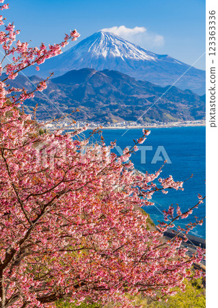 [Shizuoka Prefecture] Kawazu cherry blossoms in bloom, Mount Fuji as seen from Satta Pass 123363336