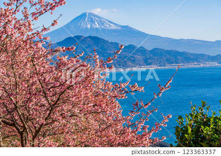 [Shizuoka Prefecture] Kawazu cherry blossoms in bloom, Mount Fuji as seen from Satta Pass 123363337
