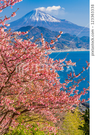 [Shizuoka Prefecture] Kawazu cherry blossoms in bloom, Mount Fuji as seen from Satta Pass 123363338