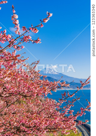 [Shizuoka Prefecture] Kawazu cherry blossoms in bloom, Mount Fuji as seen from Satta Pass 123363340