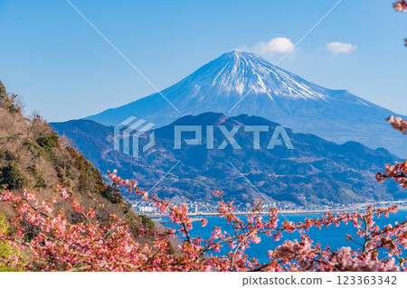 [Shizuoka Prefecture] Kawazu cherry blossoms in bloom, Mount Fuji as seen from Satta Pass 123363342